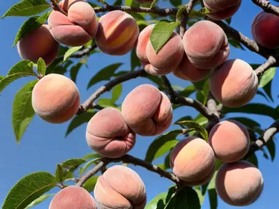 Prunus Persica ‘Harvester’ (Peach)
