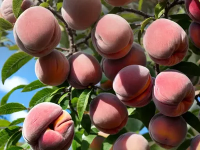 Prunus Persica ‘Redhaven’ (Peach)