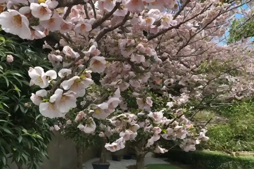Prunus salicina ‘burbank’ (japanese plum) — photo 3