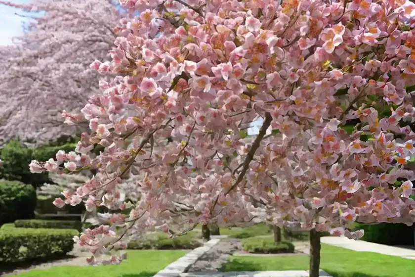 Prunus salicina ‘methley’ (japanese plum) — photo 3