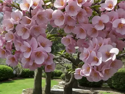 Prunus Salicina ‘Ozark Premier’ (Japanese Plum)