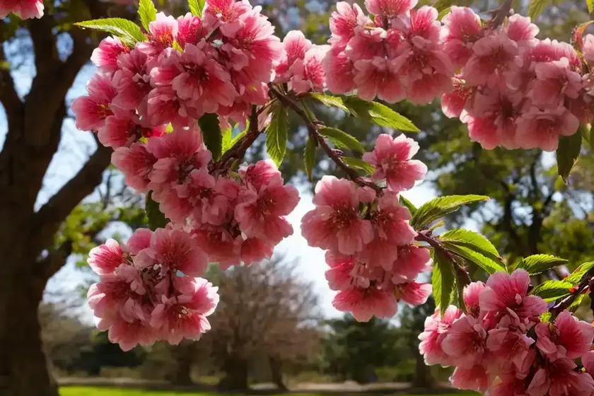 Prunus serrula (tibetan cherry) — photo 2