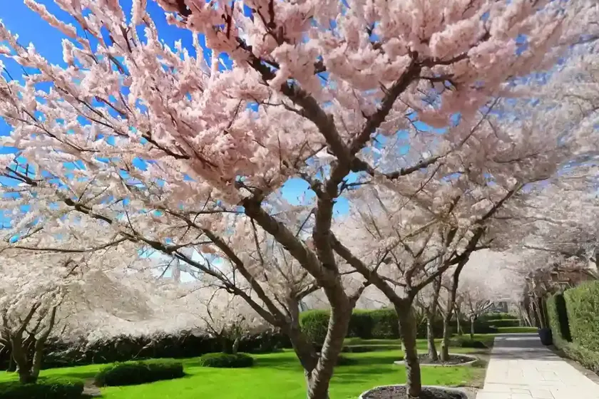 Prunus serrula (tibetan cherry) — photo 3