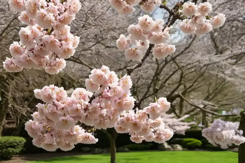 Prunus ‘shirofugen’ (japanese flowering cherry) — photo 2