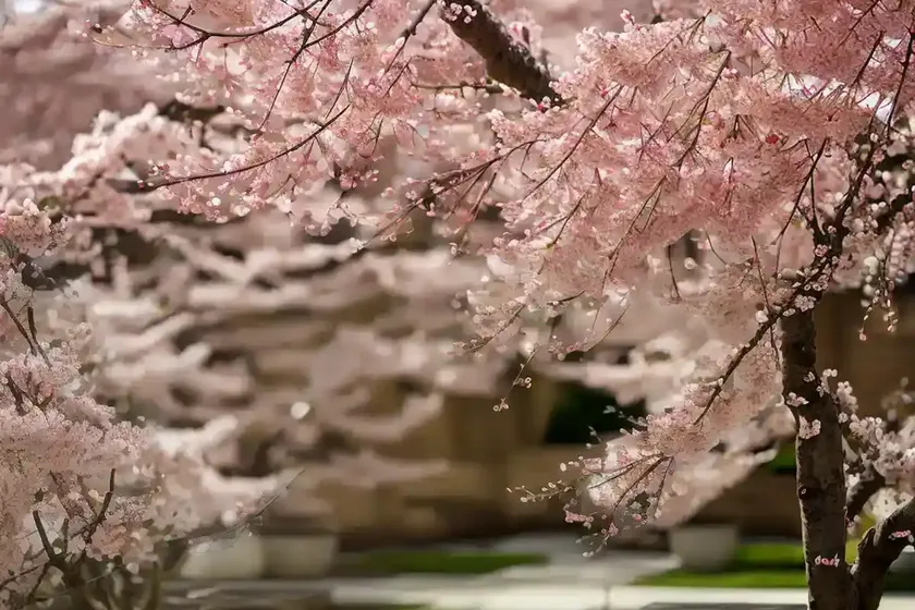 Prunus ‘shogetsu’ (japanese flowering cherry) — photo 2