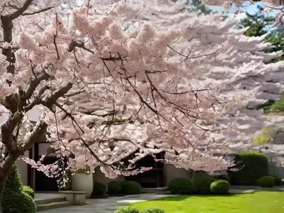 Prunus ‘Shogetsu’ (Japanese Flowering Cherry)