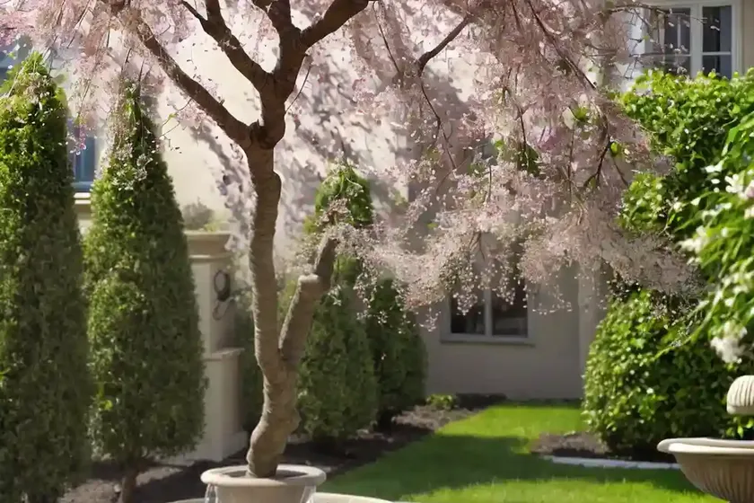 Prunus ‘snow fountains’ (weeping cherry) — photo 2