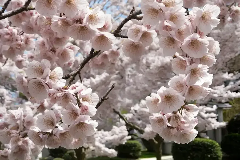 Prunus ‘tai-haku’ (japanese flowering cherry) — photo 3