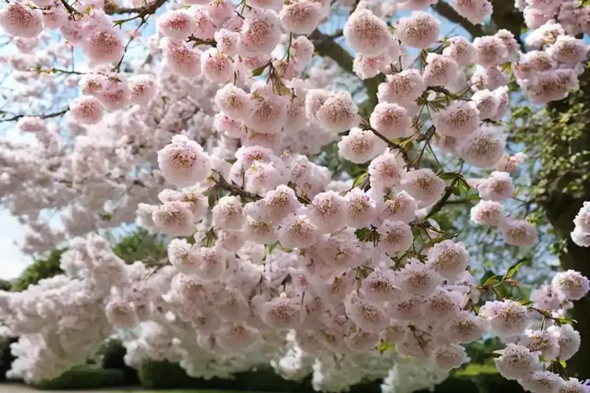 Prunus ‘the bride’ (flowering cherry) — photo 2
