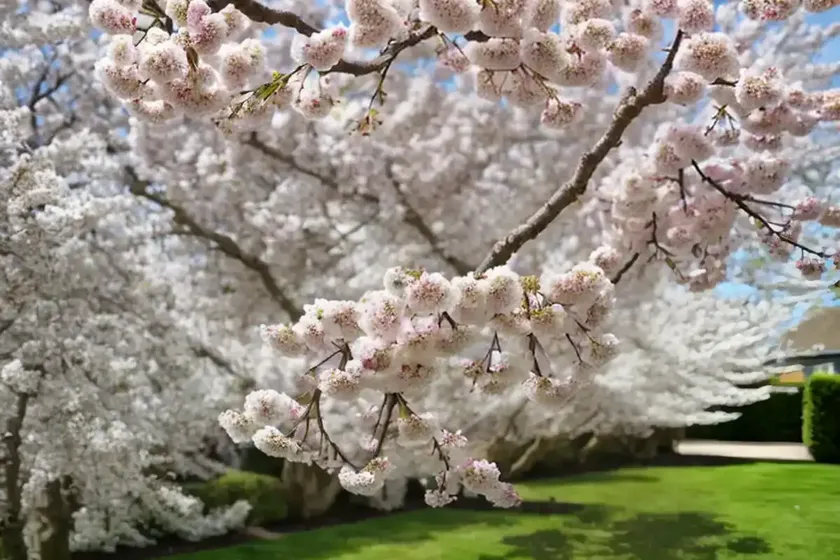Prunus ‘the bride’ (flowering cherry) — photo 3