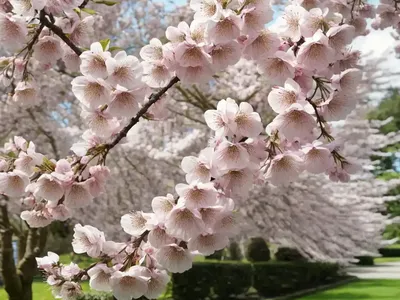 Prunus ‘The Bride’ (Flowering Cherry)