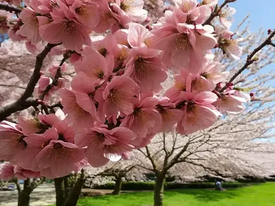 Prunus ‘Umineko’ (Japanese Flowering Cherry)