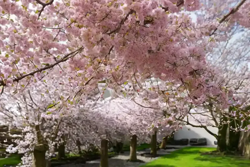 Prunus x subhirtella ‘autumnalis’ (higan cherry) — photo 2