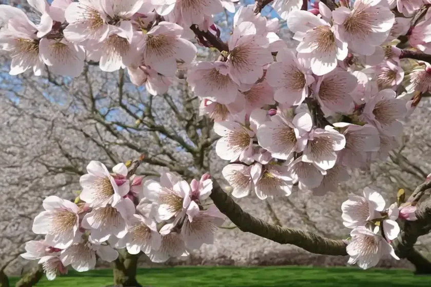 Prunus x subhirtella ‘autumnalis’ (higan cherry) — photo 3