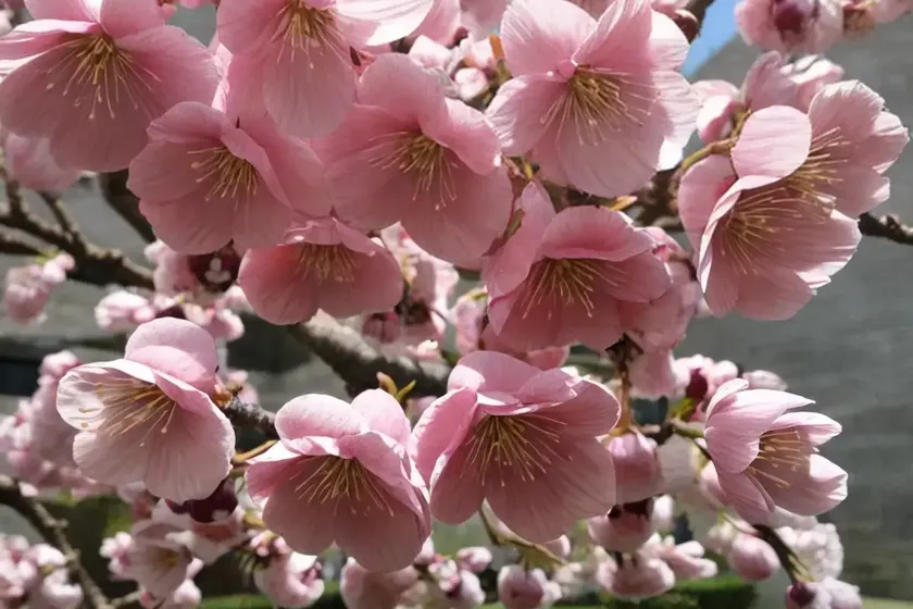 Prunus x subhirtella ‘autumnalis rosea’ (higan cherry) — photo 3