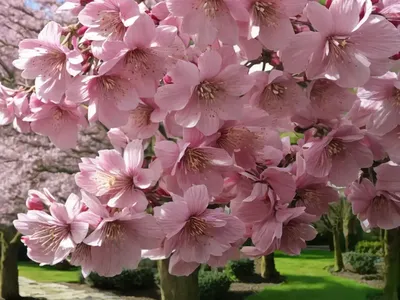 Prunus X Subhirtella ‘Autumnalis Rosea’ (Higan Cherry)