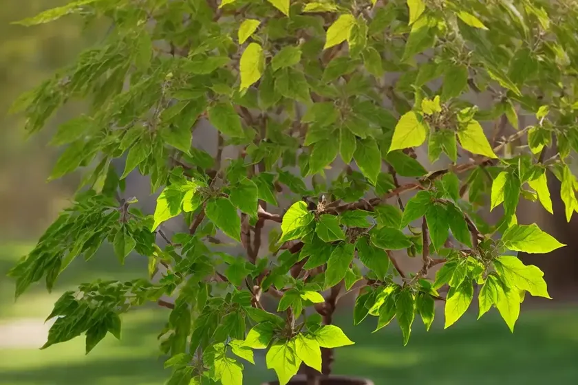 Pumpkin ash (fraxinus profunda) — photo 2