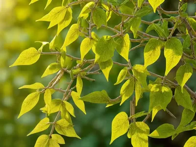 Pumpkin Ash (Fraxinus Profunda)