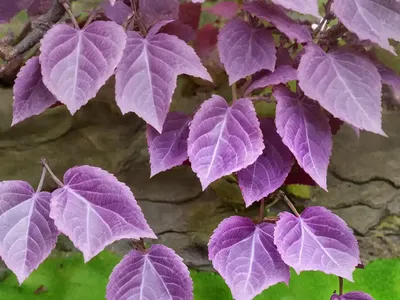 Purple Beech (Fagus Sylvatica (Atropurpurea Group)