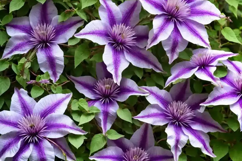 Purple Clematis (Clematis Viticella) — photo 3