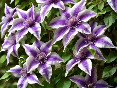 Purple Clematis (Clematis Viticella)