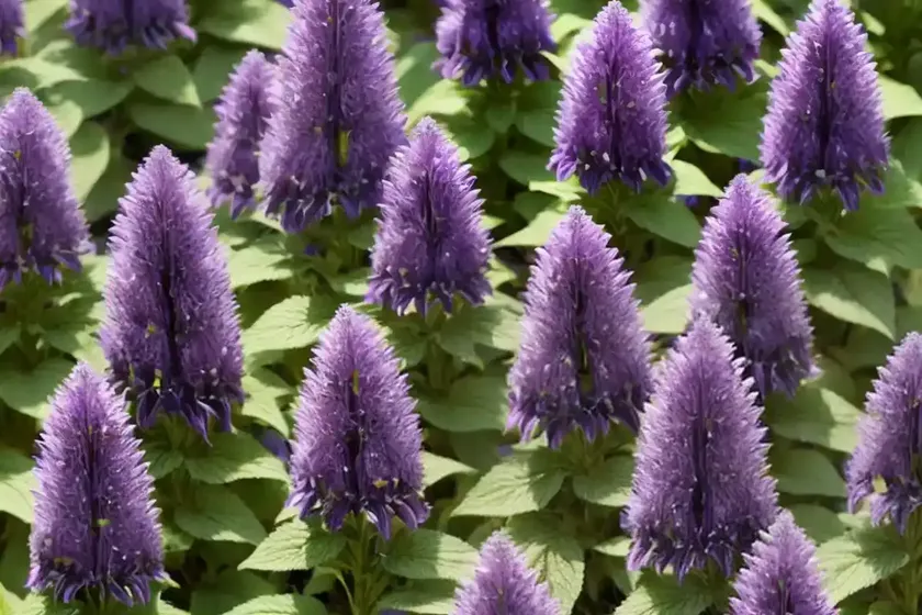 Purple giant hyssop (agastache rugosa ‘golden jubilee’) — photo 2