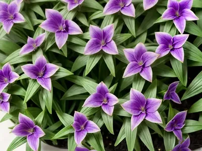 Purple-Heart Plant (Tradescantia Pallida)