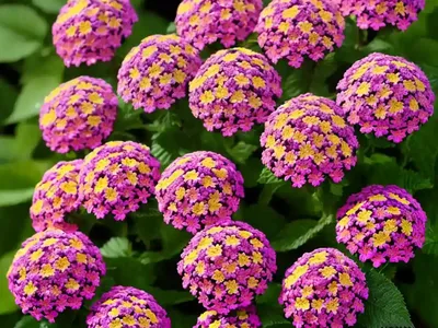 Purple Lantana (Lantana Montevidensis)