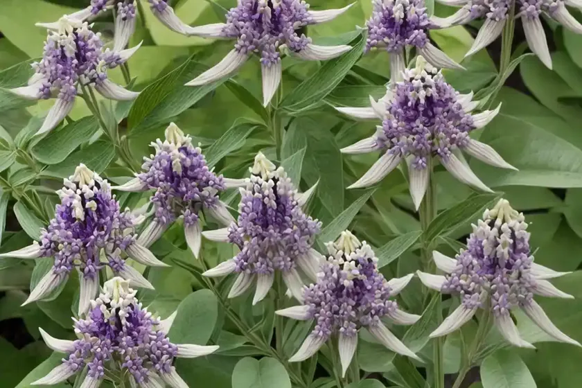 Purple milkweed (asclepias purpurascens) — photo 2