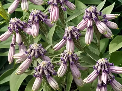 Purple Milkweed (Asclepias Purpurascens)