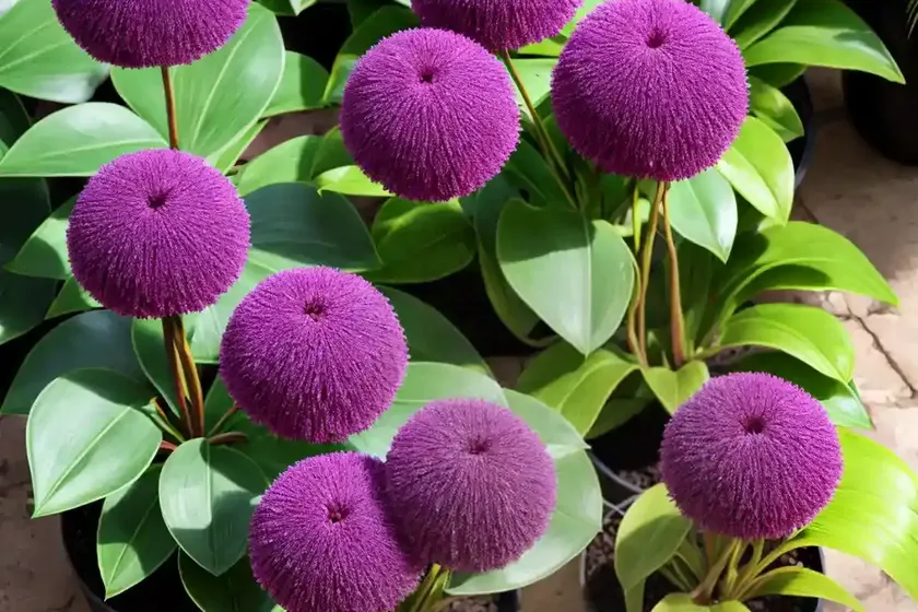 Purple Mombin (Spondias Purpurea) — photo 2