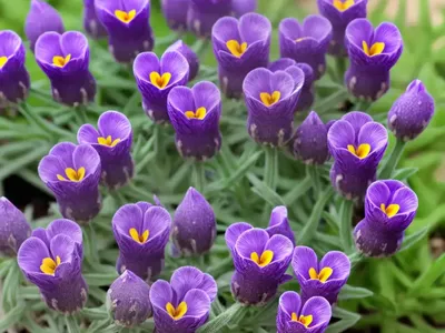 Purple-net Toadflax (Linaria Reticulata)