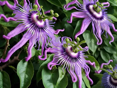 Purple Passionflower (Passiflora Incarnata)