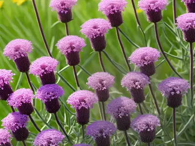 Purple Prairie Clover (Dalea Purpurea)