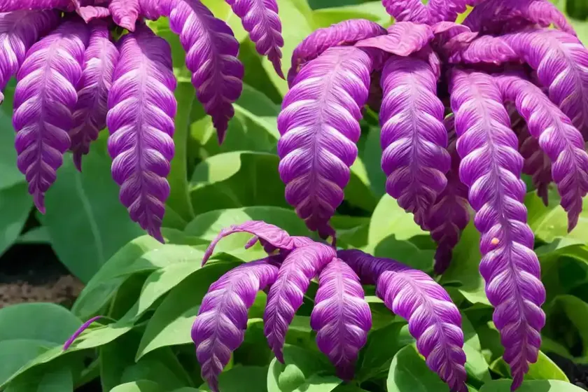 Purple shrimp plant (justicia scheidweileri) — photo 2
