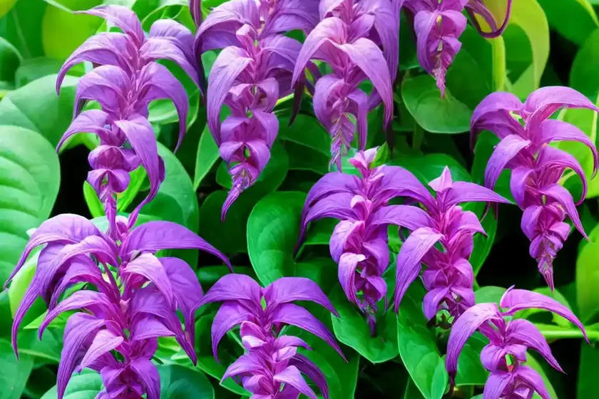 Purple shrimp plant (justicia scheidweileri) — photo 3