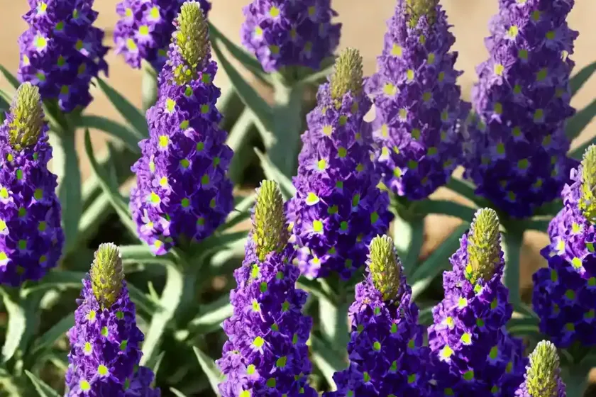 Purple viper’s-bugloss (echium plantagineum) — photo 3