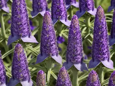 Purple Viper’s-bugloss (Echium Plantagineum)
