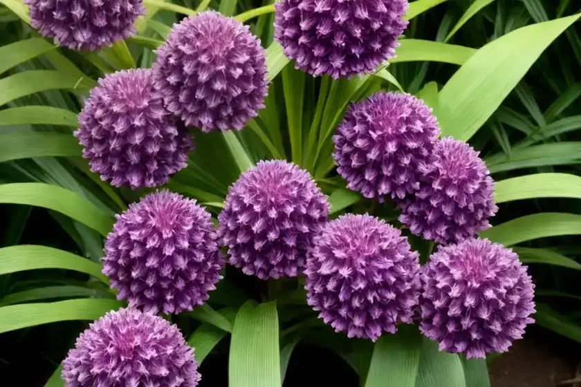 Purple waffle (hemigraphis exotica)