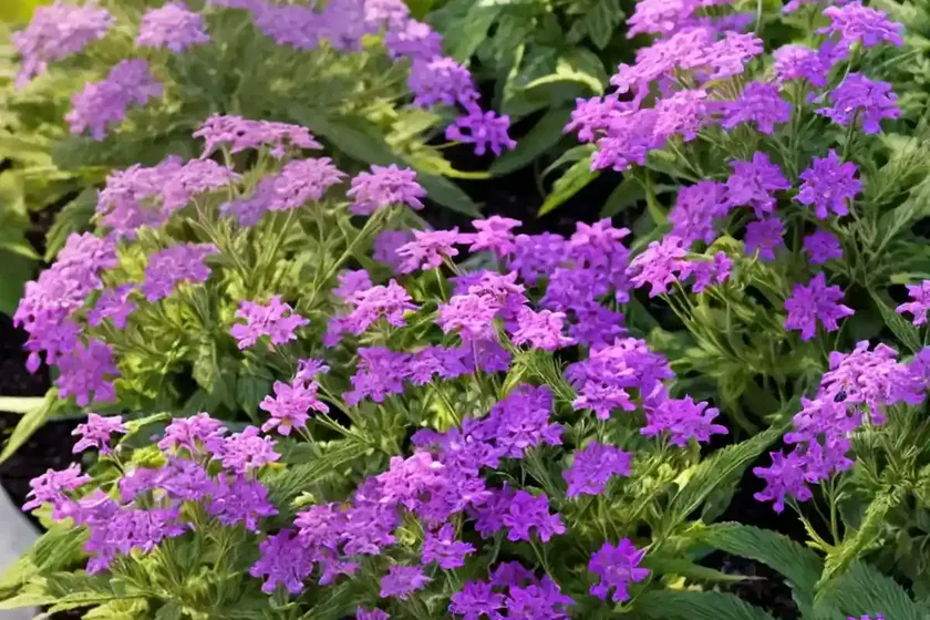 Purpletop vervain (verbena bonariensis) — photo 2