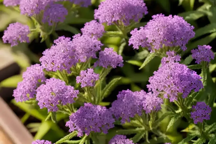 Purpletop vervain (verbena bonariensis) — photo 3
