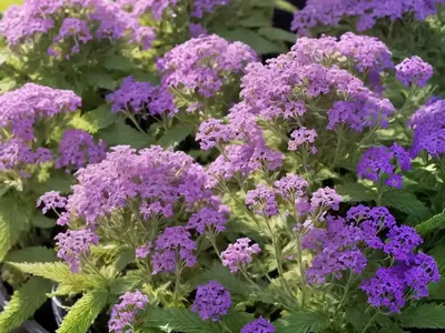 Purpletop Vervain (Verbena Bonariensis)
