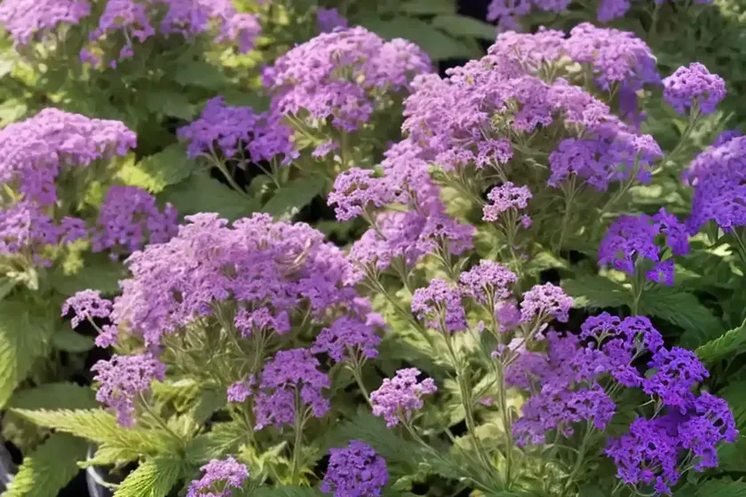 Purpletop vervain (verbena bonariensis)