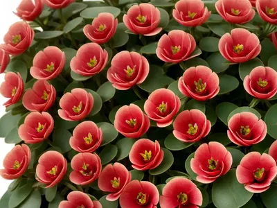 Purslane (Portulaca Oleracea RIO SERIES)