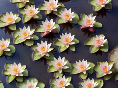 Pygmy Water-lily (Nymphaea Tetragona)