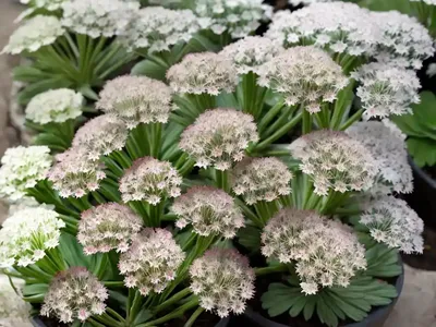 Pyrenean Saxifrage (Saxifraga Longifolia)
