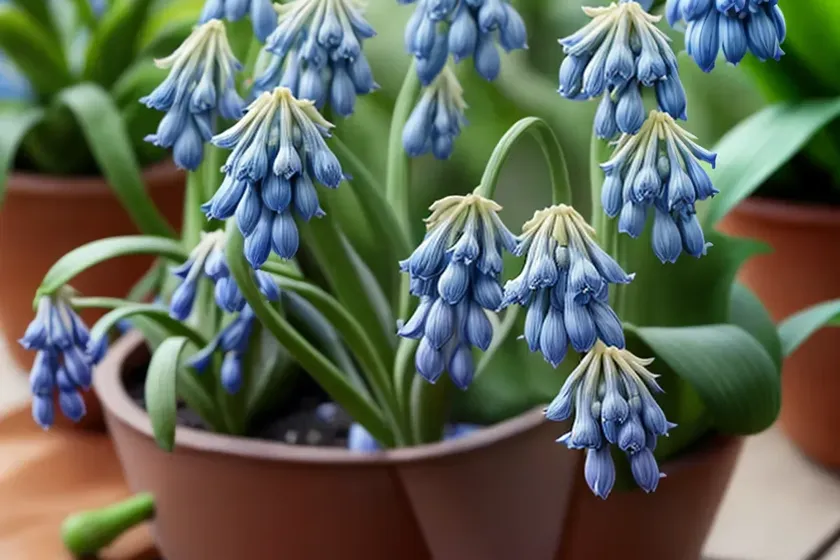 Pyrenean squill (scilla lilio-hyacinthus) — photo 2