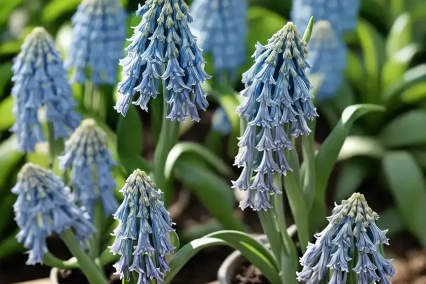 Pyrenean squill (scilla lilio-hyacinthus)