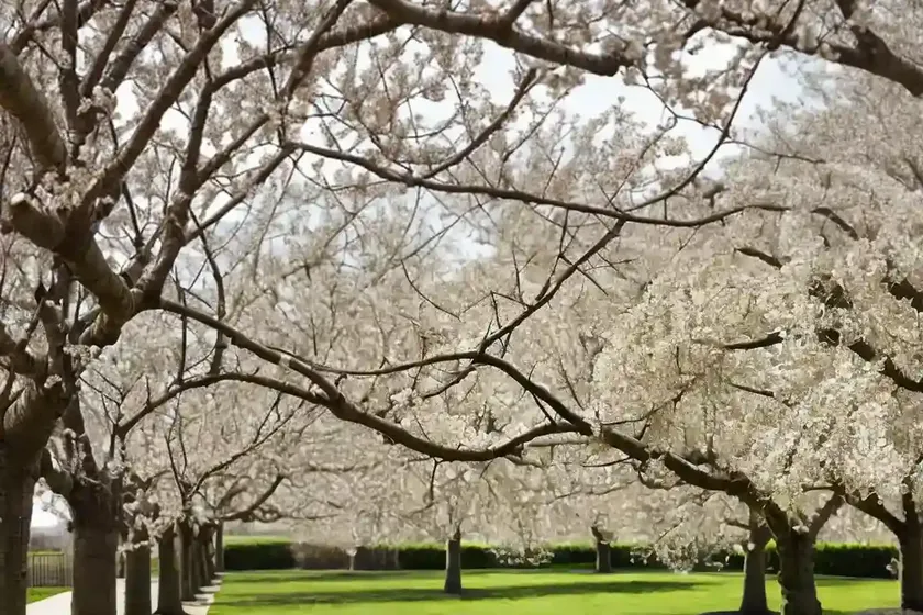 Pyrus calleryana ‘bradford’ (callery pear) — photo 2
