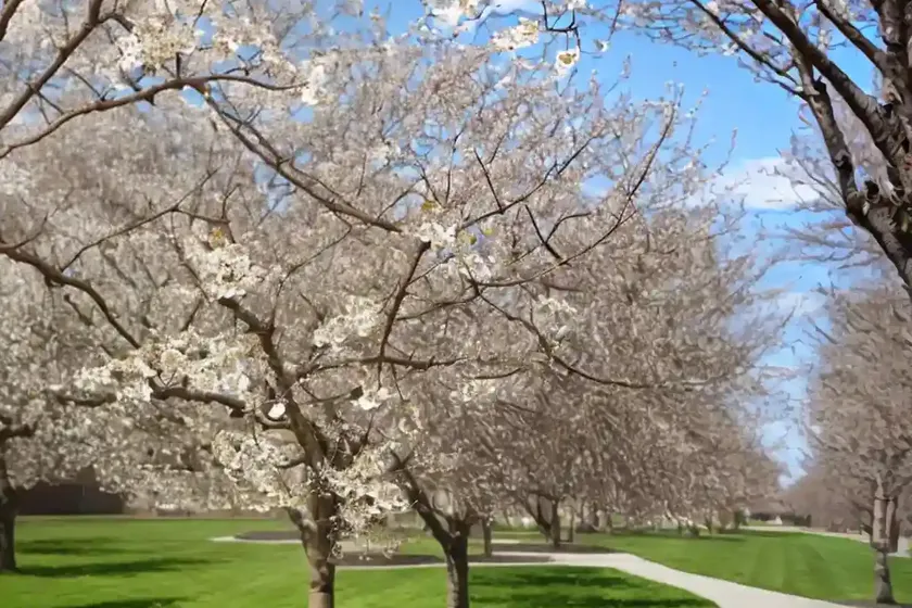 Pyrus calleryana ‘bradford’ (callery pear) — photo 3